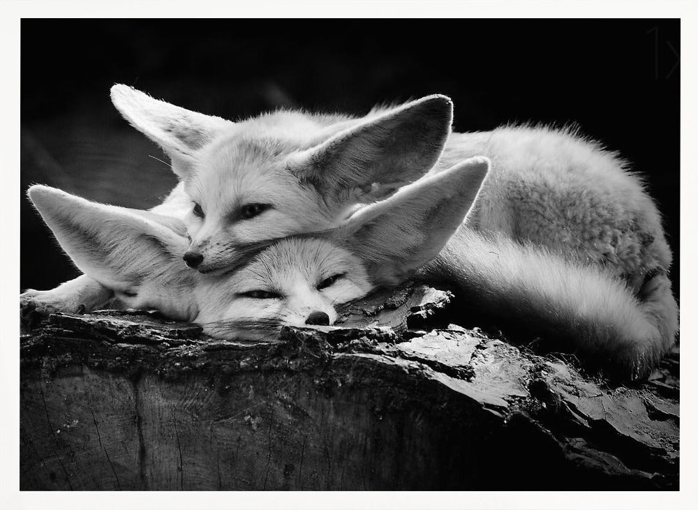 A black and white photograph of two fennec foxes cuddling together on a dark piece of wood. One fox rests its head on the other, which has its eyes closed. Their large, prominent ears are a key feature in the composition, set against a dark, out-of-focus background. The image is enclosed in a silver-grey frame. Print
