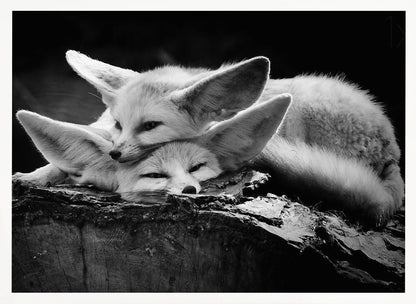 A black and white photograph of two fennec foxes cuddling together on a dark piece of wood. One fox rests its head on the other, which has its eyes closed. Their large, prominent ears are a key feature in the composition, set against a dark, out-of-focus background. The image is enclosed in a silver-grey frame. Print