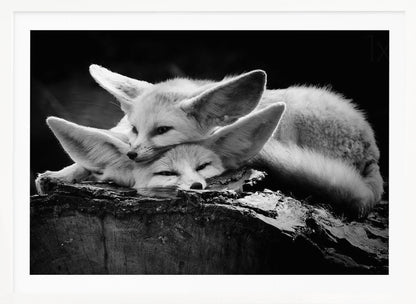 A black and white photograph of two fennec foxes cuddling together on a dark piece of wood. One fox rests its head on the other, which has its eyes closed. Their large, prominent ears are a key feature in the composition, set against a dark, out-of-focus background. The image is enclosed in a silver-grey frame. Print