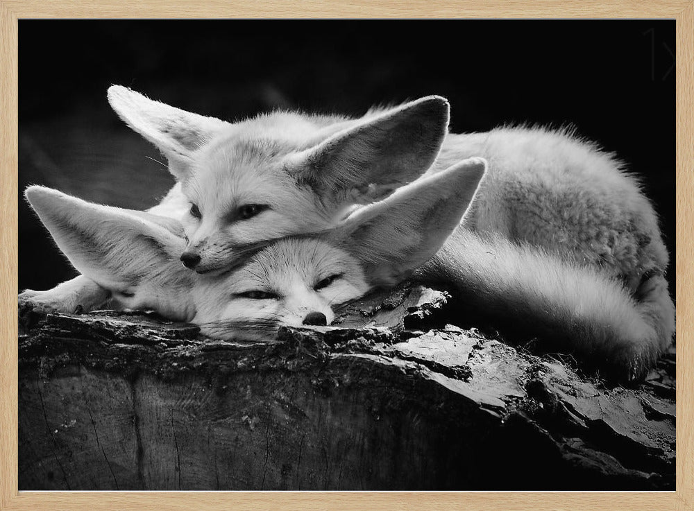 A black and white photograph of two fennec foxes cuddling together on a dark piece of wood. One fox rests its head on the other, which has its eyes closed. Their large, prominent ears are a key feature in the composition, set against a dark, out-of-focus background. The image is enclosed in a silver-grey frame. Print