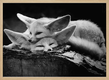 A black and white photograph of two fennec foxes cuddling together on a dark piece of wood. One fox rests its head on the other, which has its eyes closed. Their large, prominent ears are a key feature in the composition, set against a dark, out-of-focus background. The image is enclosed in a silver-grey frame. Print