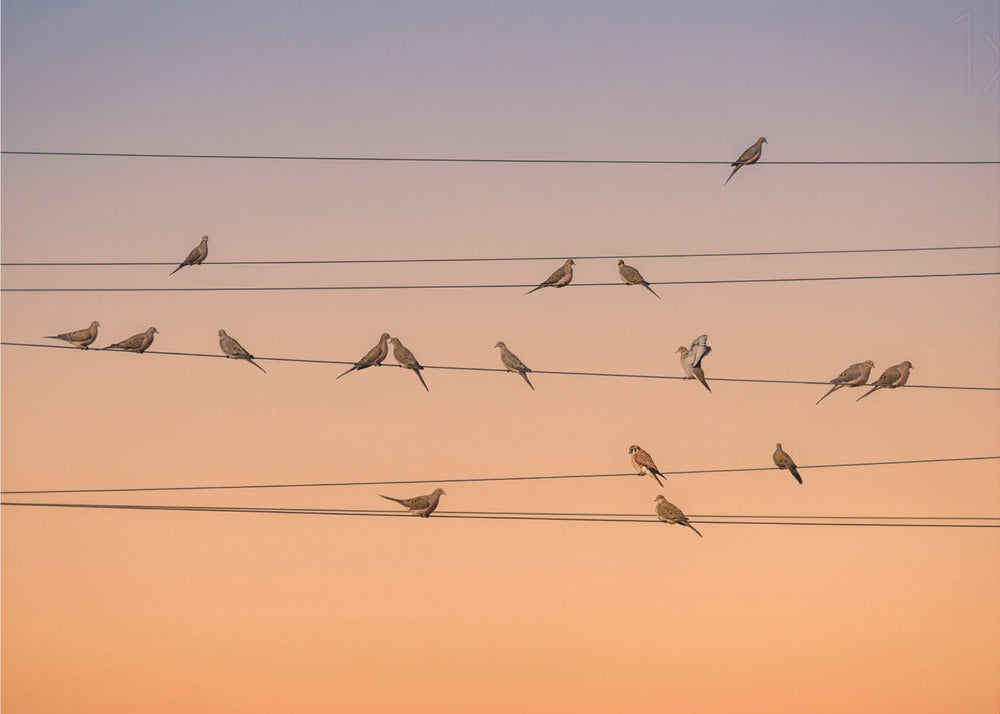 A photograph of numerous small birds perched on several parallel telephone wires against a gradient sunset sky that shifts from light purple to a warm orange. The entire image is enclosed in a silver frame. Artwork