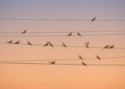 A photograph of numerous small birds perched on several parallel telephone wires against a gradient sunset sky that shifts from light purple to a warm orange. The entire image is enclosed in a silver frame. Artwork