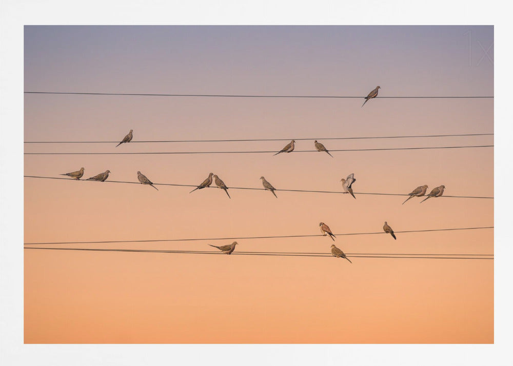 A photograph of numerous small birds perched on several parallel telephone wires against a gradient sunset sky that shifts from light purple to a warm orange. The entire image is enclosed in a silver frame. Artwork