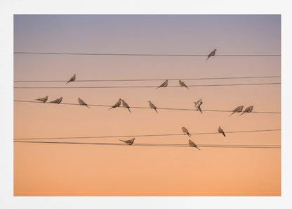 A photograph of numerous small birds perched on several parallel telephone wires against a gradient sunset sky that shifts from light purple to a warm orange. The entire image is enclosed in a silver frame. Artwork