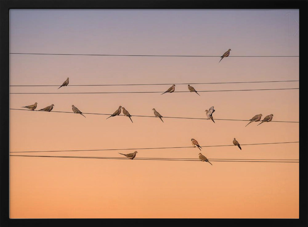 A photograph of numerous small birds perched on several parallel telephone wires against a gradient sunset sky that shifts from light purple to a warm orange. The entire image is enclosed in a silver frame. Artwork