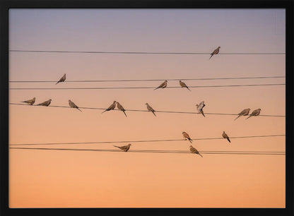 A photograph of numerous small birds perched on several parallel telephone wires against a gradient sunset sky that shifts from light purple to a warm orange. The entire image is enclosed in a silver frame. Artwork
