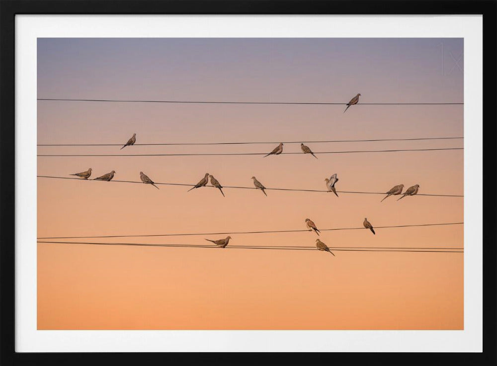 A photograph of numerous small birds perched on several parallel telephone wires against a gradient sunset sky that shifts from light purple to a warm orange. The entire image is enclosed in a silver frame. Artwork