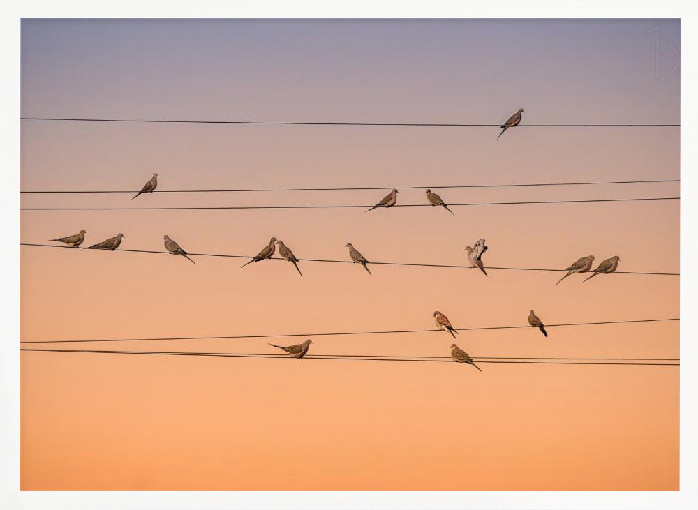 A photograph of numerous small birds perched on several parallel telephone wires against a gradient sunset sky that shifts from light purple to a warm orange. The entire image is enclosed in a silver frame. Artwork