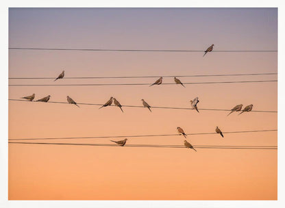 A photograph of numerous small birds perched on several parallel telephone wires against a gradient sunset sky that shifts from light purple to a warm orange. The entire image is enclosed in a silver frame. Artwork
