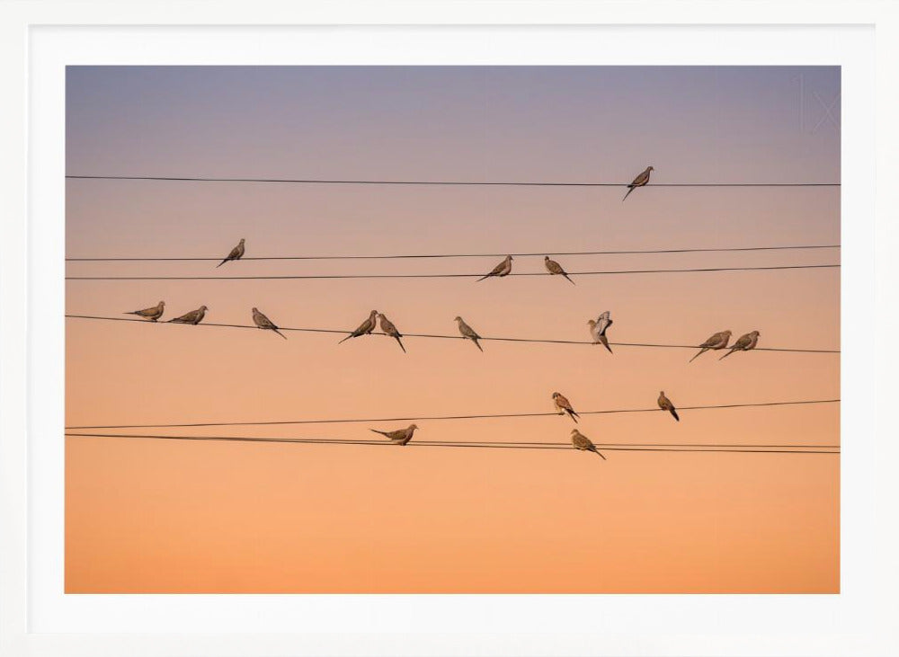 A photograph of numerous small birds perched on several parallel telephone wires against a gradient sunset sky that shifts from light purple to a warm orange. The entire image is enclosed in a silver frame. Artwork