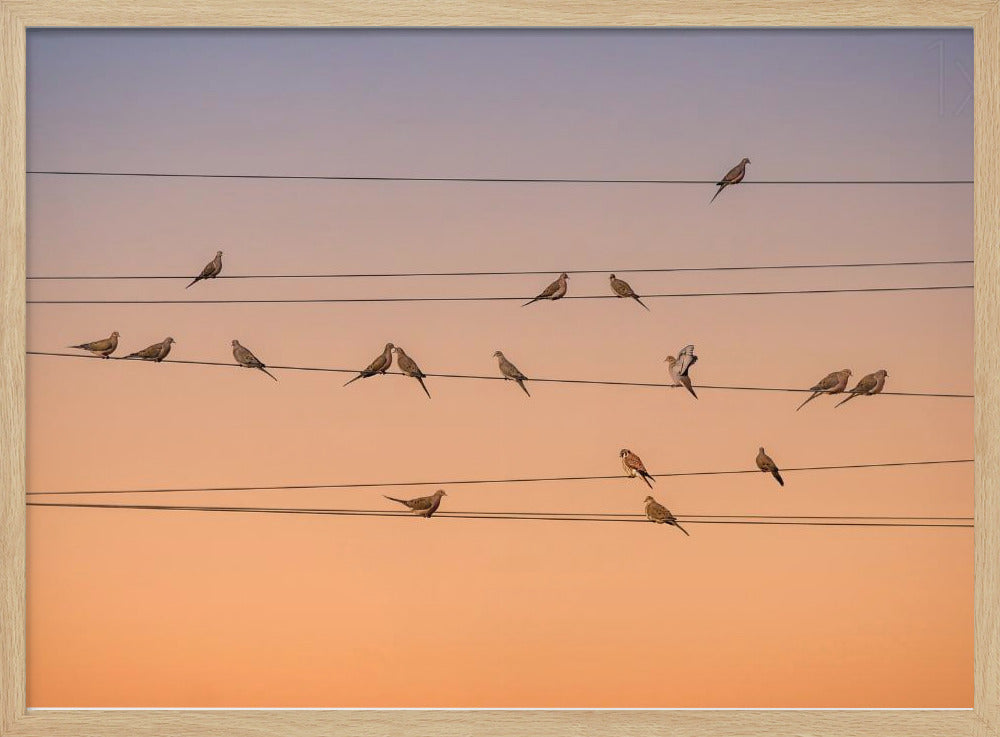 A photograph of numerous small birds perched on several parallel telephone wires against a gradient sunset sky that shifts from light purple to a warm orange. The entire image is enclosed in a silver frame. Artwork