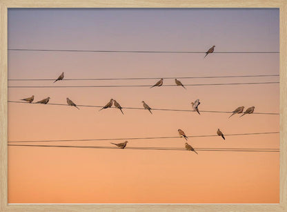 A photograph of numerous small birds perched on several parallel telephone wires against a gradient sunset sky that shifts from light purple to a warm orange. The entire image is enclosed in a silver frame. Artwork