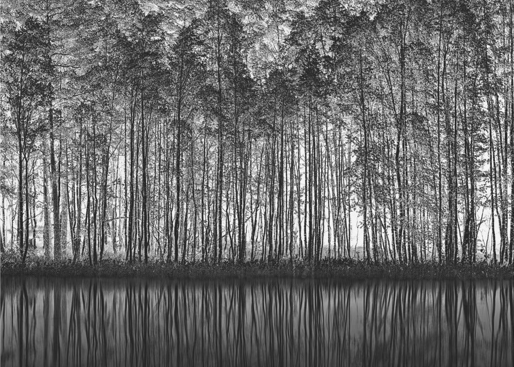 A framed black and white photograph of a dense forest of tall, slender trees reflected perfectly in the calm water below, creating a symmetrical and dramatic landscape. Poster