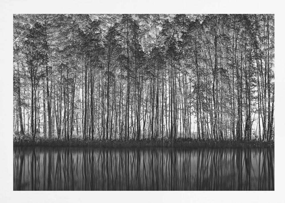 A framed black and white photograph of a dense forest of tall, slender trees reflected perfectly in the calm water below, creating a symmetrical and dramatic landscape. Poster