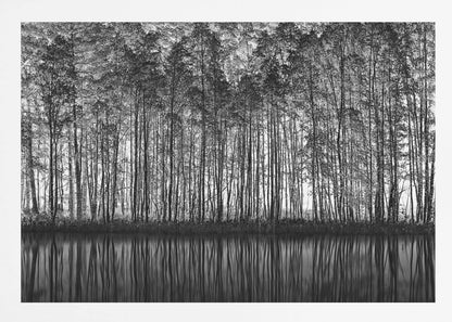 A framed black and white photograph of a dense forest of tall, slender trees reflected perfectly in the calm water below, creating a symmetrical and dramatic landscape. Poster