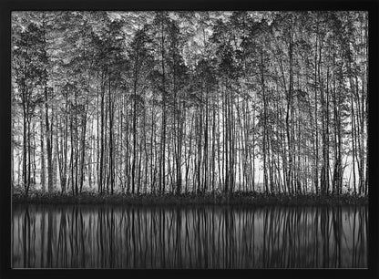 A framed black and white photograph of a dense forest of tall, slender trees reflected perfectly in the calm water below, creating a symmetrical and dramatic landscape. Poster