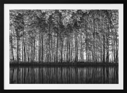 A framed black and white photograph of a dense forest of tall, slender trees reflected perfectly in the calm water below, creating a symmetrical and dramatic landscape. Poster