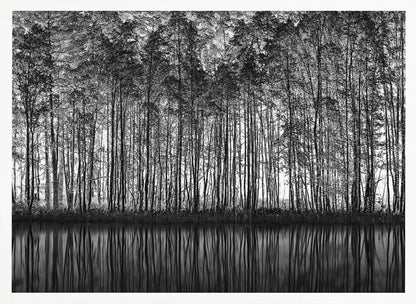 A framed black and white photograph of a dense forest of tall, slender trees reflected perfectly in the calm water below, creating a symmetrical and dramatic landscape. Poster