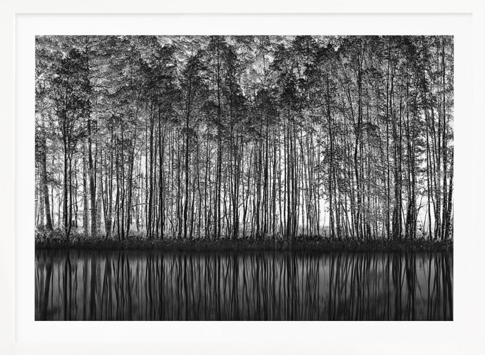 A framed black and white photograph of a dense forest of tall, slender trees reflected perfectly in the calm water below, creating a symmetrical and dramatic landscape. Poster