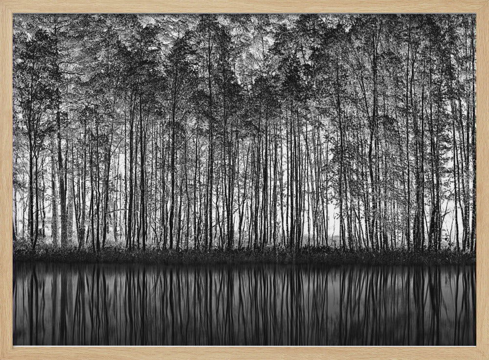 A framed black and white photograph of a dense forest of tall, slender trees reflected perfectly in the calm water below, creating a symmetrical and dramatic landscape. Poster