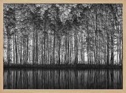 A framed black and white photograph of a dense forest of tall, slender trees reflected perfectly in the calm water below, creating a symmetrical and dramatic landscape. Poster