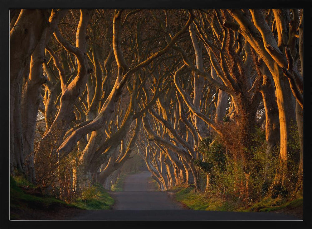 A framed photograph of the Dark Hedges in Northern Ireland, where gnarled beech trees form a natural tunnel over a country road, their branches glowing in the golden light of sunrise or sunset. Print