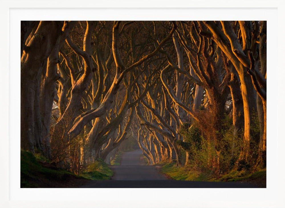 A framed photograph of the Dark Hedges in Northern Ireland, where gnarled beech trees form a natural tunnel over a country road, their branches glowing in the golden light of sunrise or sunset. Print