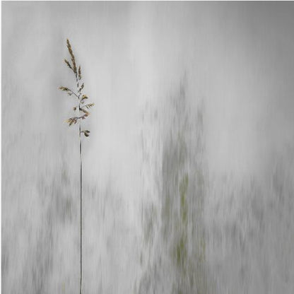 A minimalist photograph in a light wood frame featuring a single, delicate stalk of wild grass in sharp focus against a soft, vertically blurred background of gray and muted green tones, creating a tranquil and artistic impression. Print