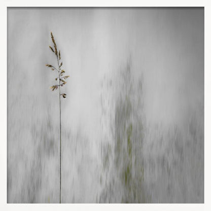 A minimalist photograph in a light wood frame featuring a single, delicate stalk of wild grass in sharp focus against a soft, vertically blurred background of gray and muted green tones, creating a tranquil and artistic impression. Print