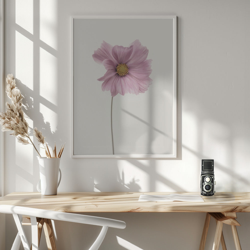Cosmos flower - Poster / Art Print - interiör