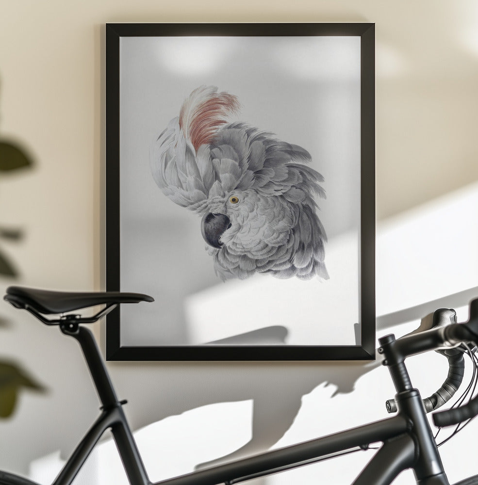 Cockatoo Head - Poster / Art Print - interiör