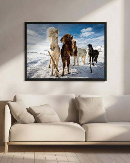 Icelandic Hair Style - Poster / Art Print - interiör