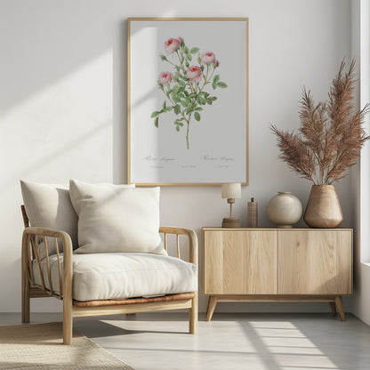 Burgundian Rose, Les Roses (1817–1824) - Poster / Art Print - interiör