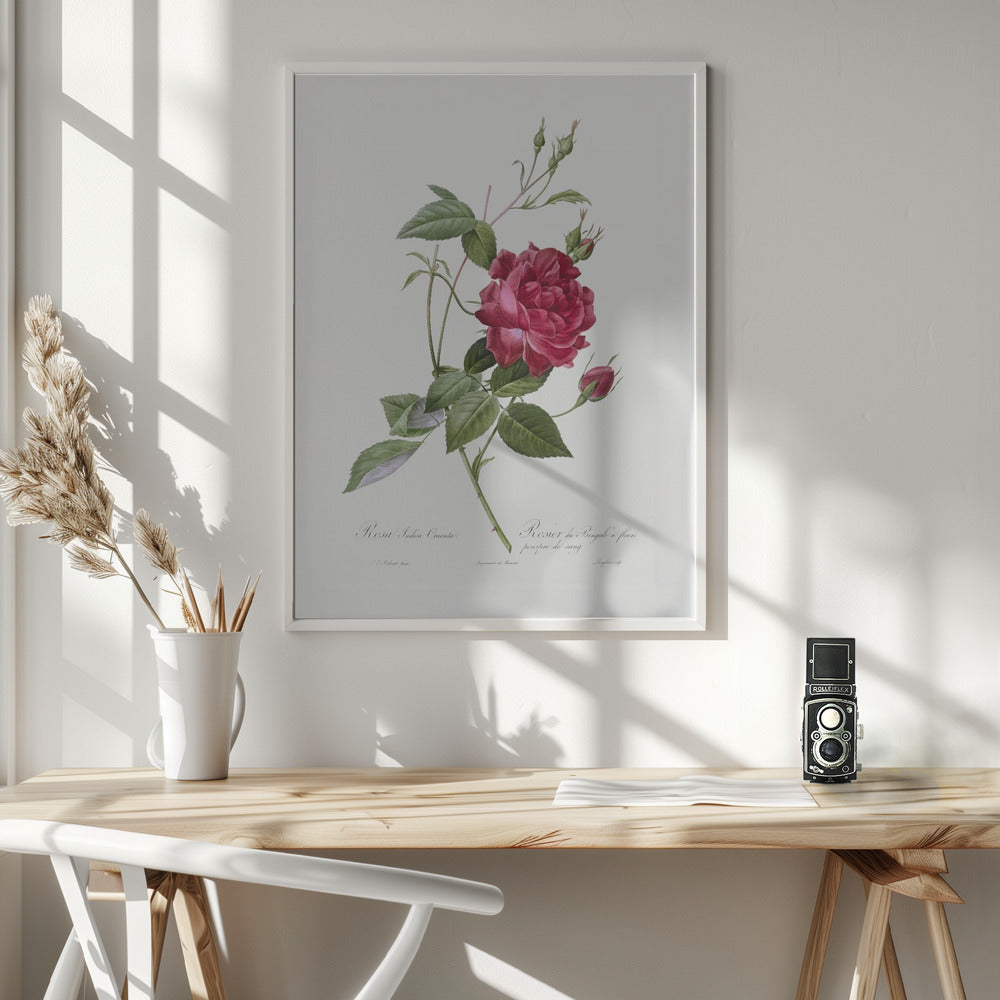 Blood Red Bengal Rose, Les Roses (1817–1824) - Poster / Art Print - interiör