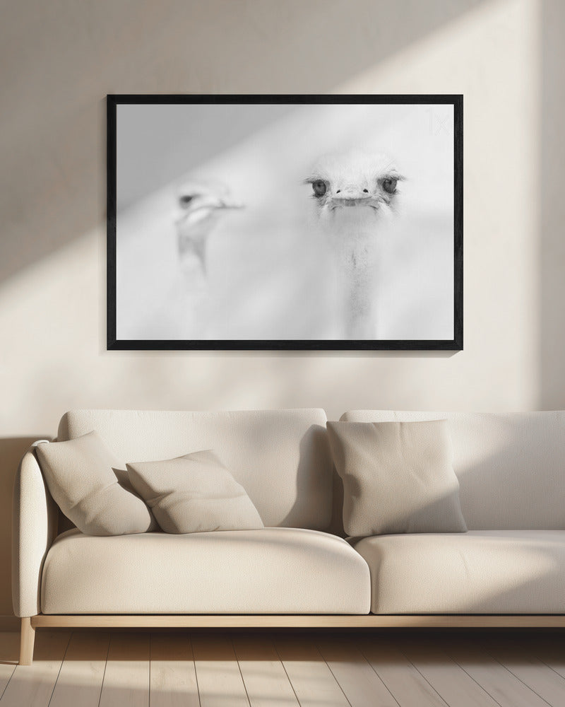 Funny ostrich - Poster / Art Print - interiör