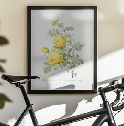 Rosa Hemisphaerica, Les Roses (1817–1824) - Poster / Art Print - interiör