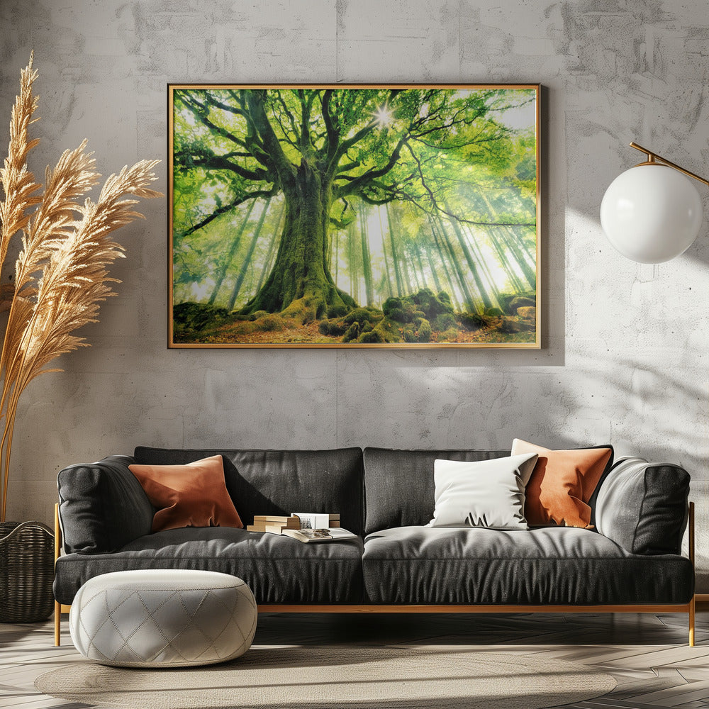 Ponthus' Beech - Poster / Art Print - interiör