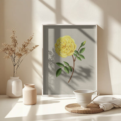 Rose Madame Falcot - Poster / Art Print - interiör