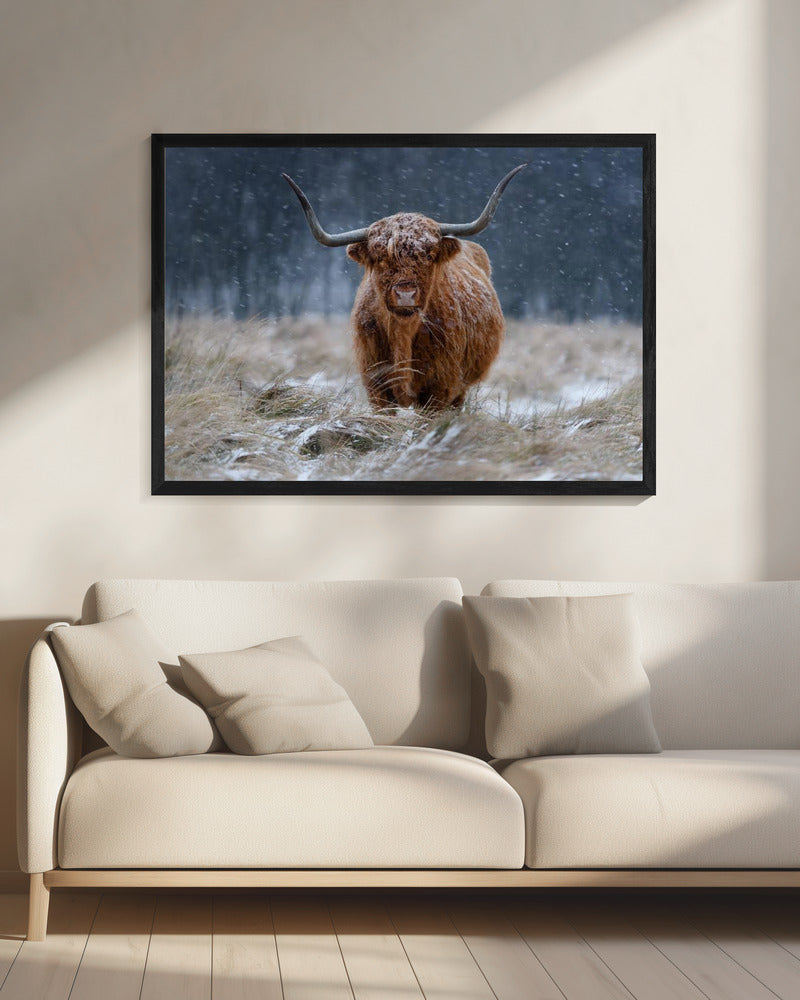 Snowy Highland cow - Poster / Art Print - interiör