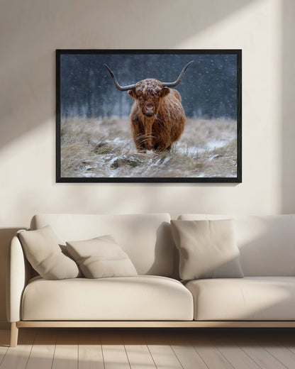 Snowy Highland cow - Poster / Art Print - interiör