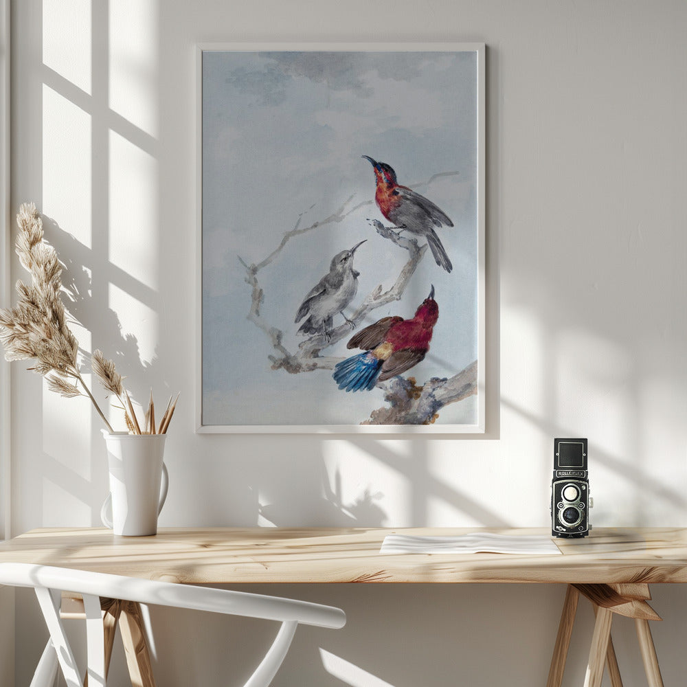 Three Crimson Sunbirds - Poster / Art Print - interiör
