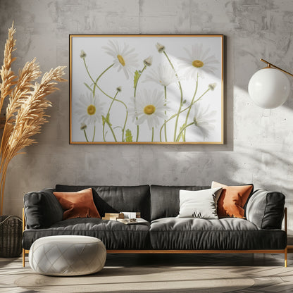Ox eye Daisies - Poster / Art Print - interiör