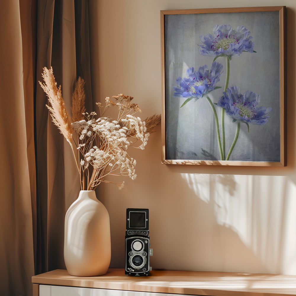 Scabiosa - Poster / Art Print - interiör