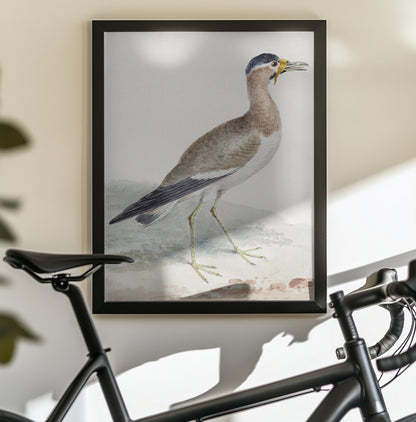 A Yellow Wattled Lapwing - Poster / Art Print - interiör