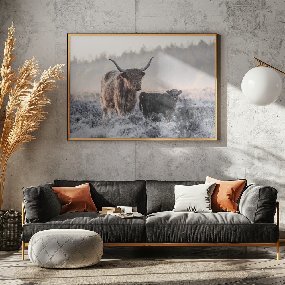 Highlander and Calf - Poster / Art Print - interiör