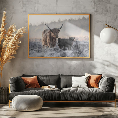 Highlander and Calf - Poster / Art Print - interiör