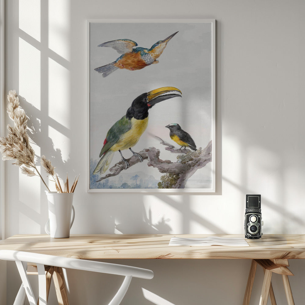 Three Birds  a Kingfisher, a Prince Von Wied's Toucan and an Sparrow - Poster / Art Print - interiör