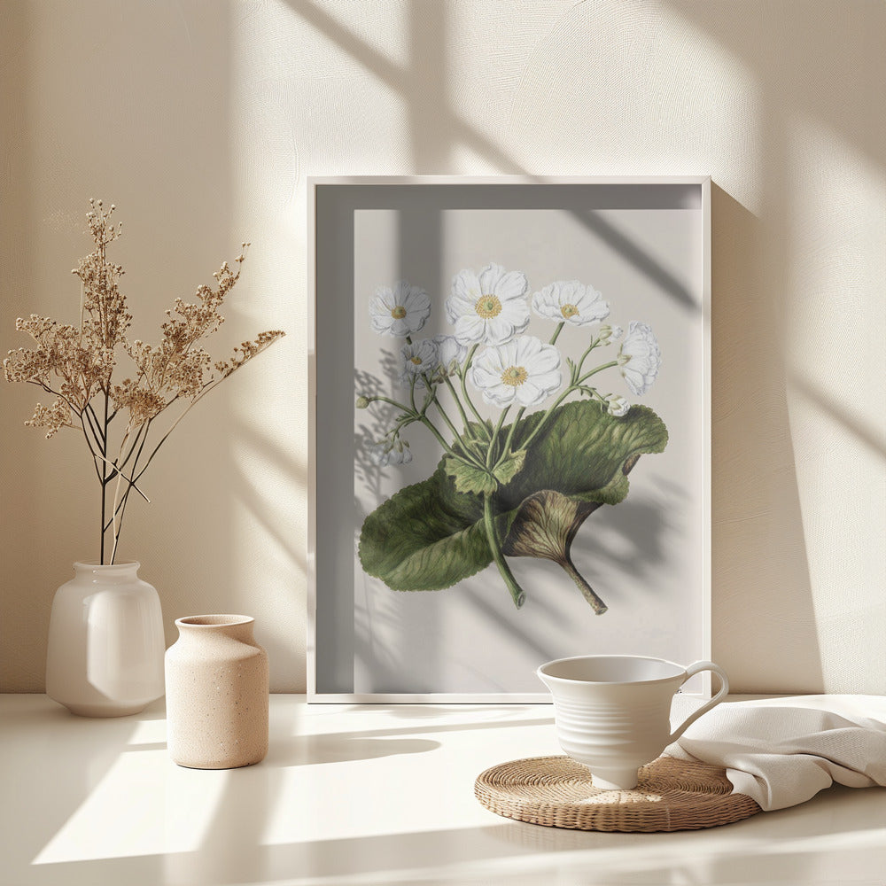 The Mountain Lily Drawn By Sarah Featon (1848–1927) - Poster / Art Print - interiör