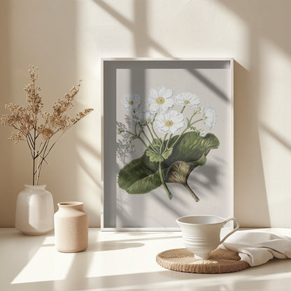 The Mountain Lily Drawn By Sarah Featon (1848–1927) - Poster / Art Print - interiör